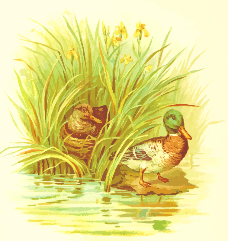 Ducks nest