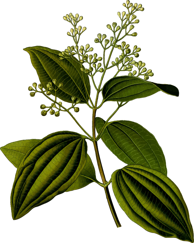 Ceylon cinnamon (detailed)