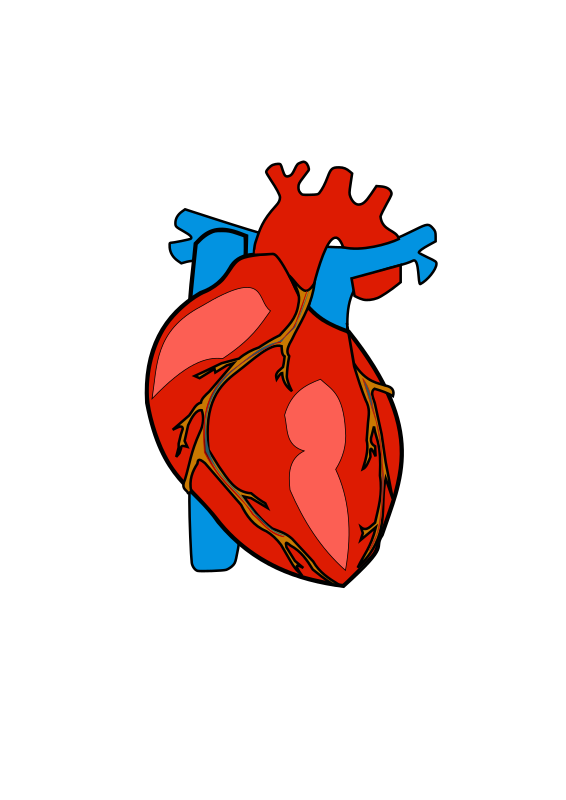 HUMAN HEART 