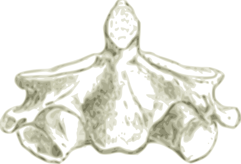 Axis -Human second cervical Vertebra or Spine