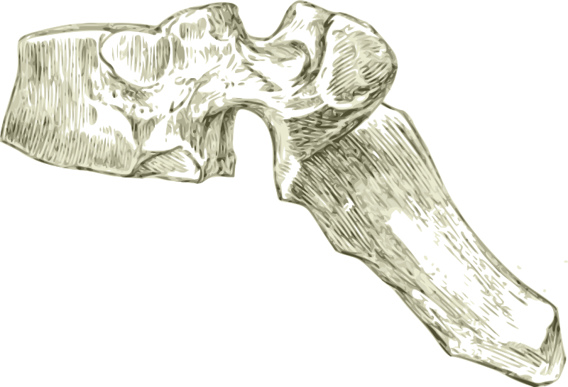 A human dorsal or thoracic spine or Vertebra