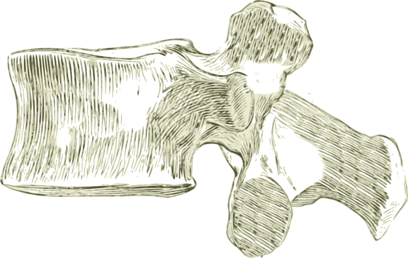 A human Lumbar spine or Vertebra