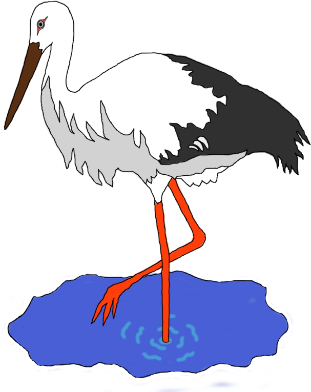 Stork in a pond