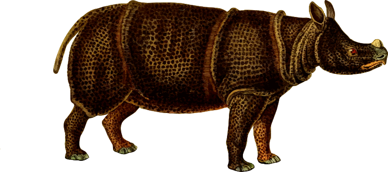 Rhinoceros 4 (isolated)