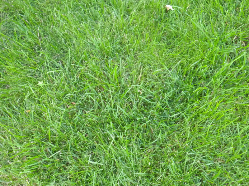 Grass 8