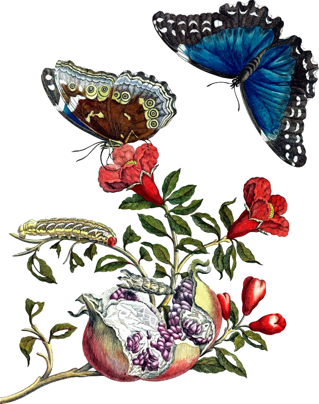 Butterflies on pomegranate