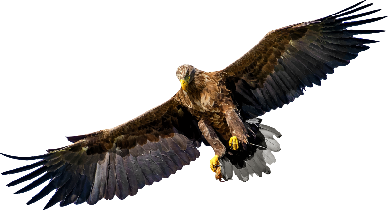Eagle 8