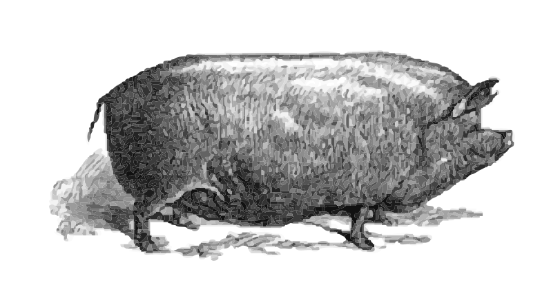  Pig Two