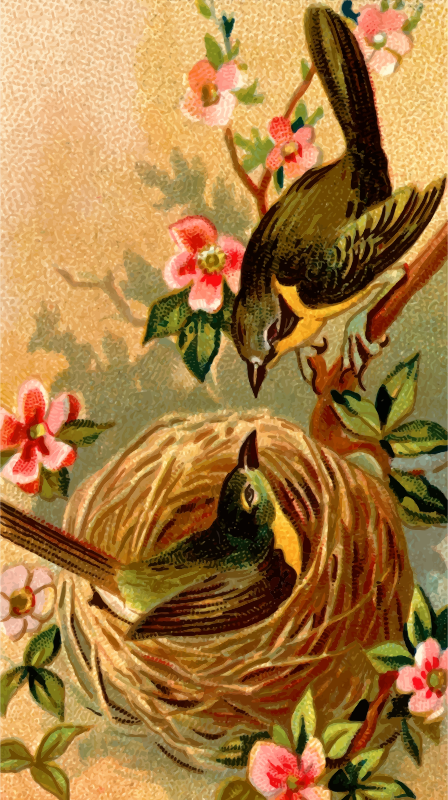 Cigarette card - Yellow-Breasted Chat