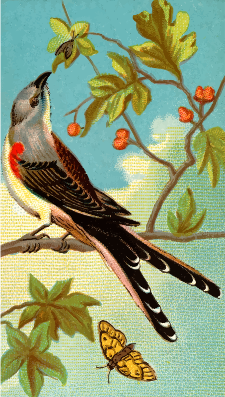 Cigarette card - Swallow-Tailed Flycatcher