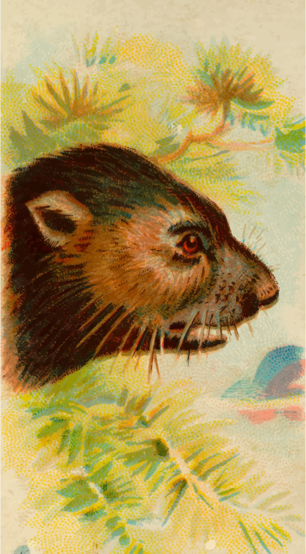 Cigarette card - Tasmanian devil