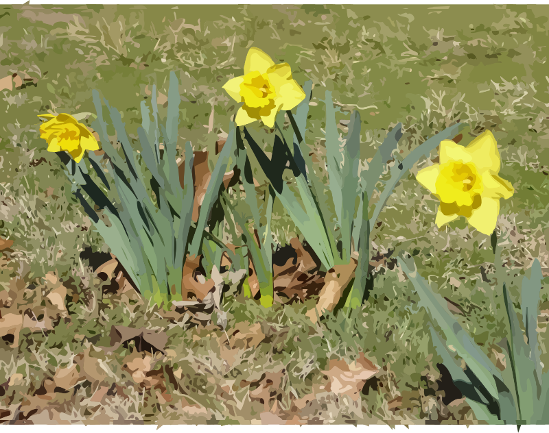 daffodils-11