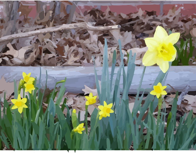 daffodils-16