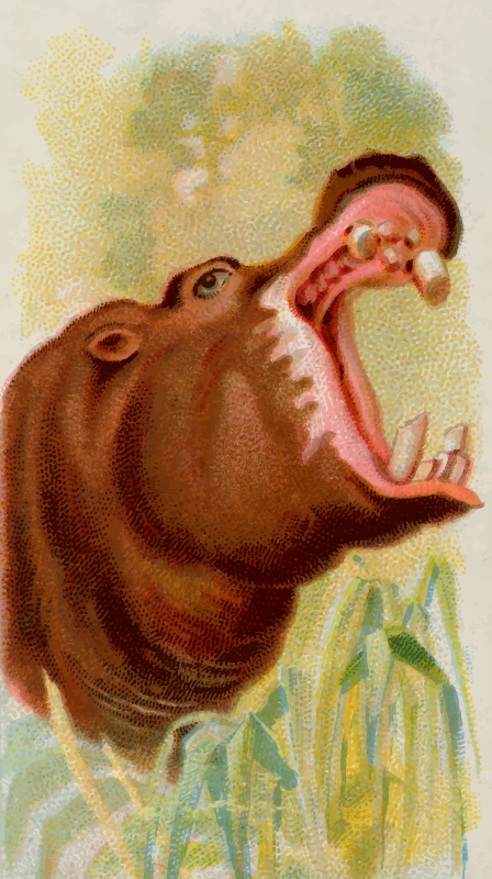 Cigarette card - Hippopotamus