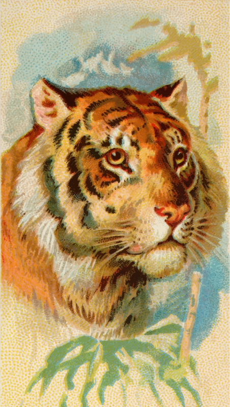 Cigarette card - Tiger