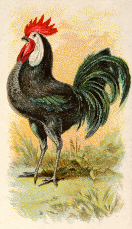 Cigarette card - White-Faced Black Spanish Cock