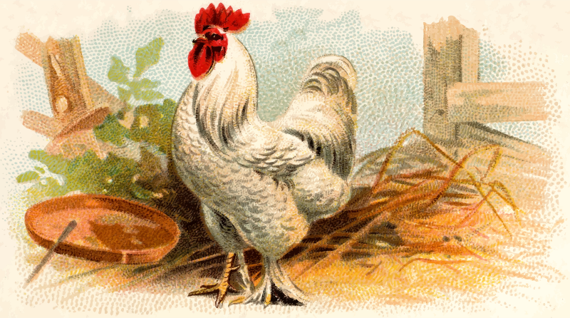 Gigarette card - White Cochin Cock