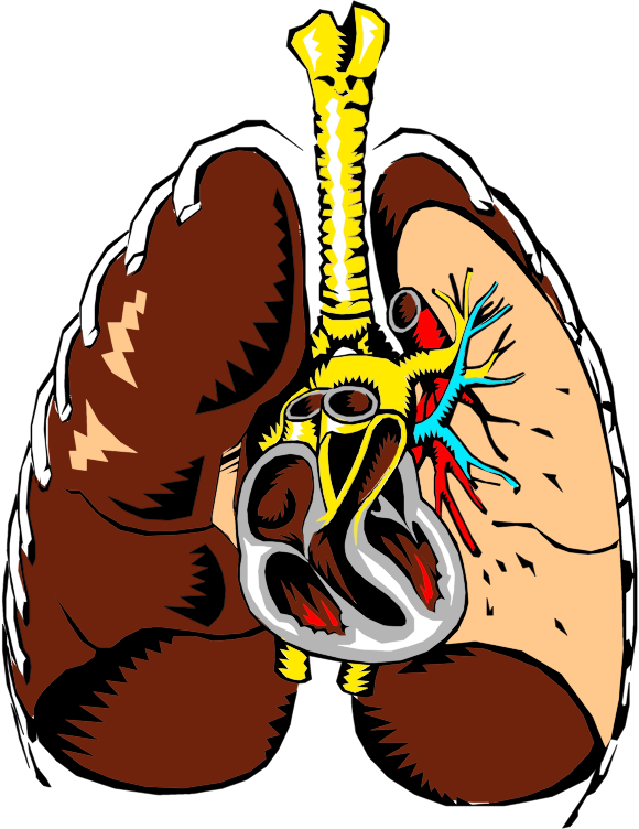 Lungs Cross Section Illustration