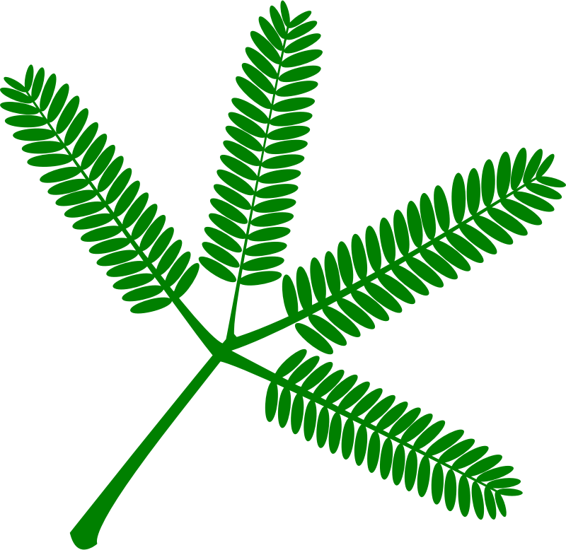 Mimosa vectorized