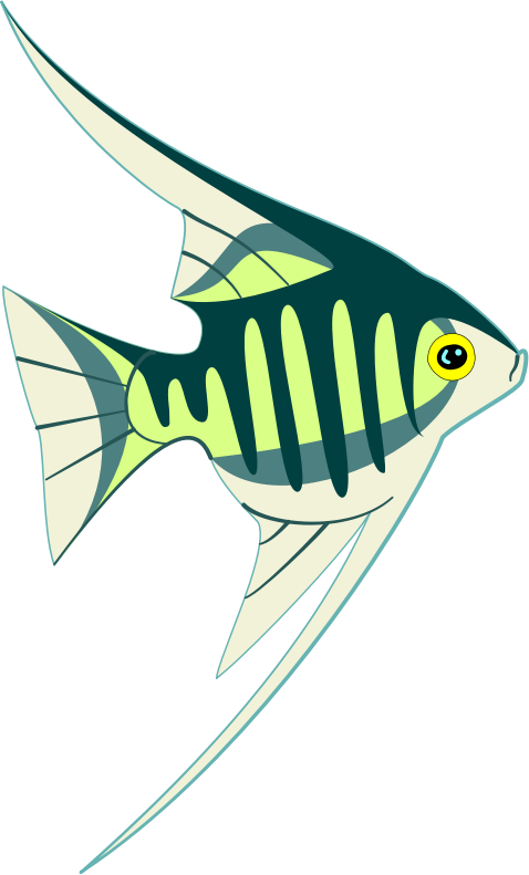 a tropical fish