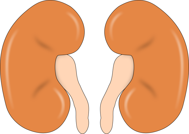 kidney-reins
