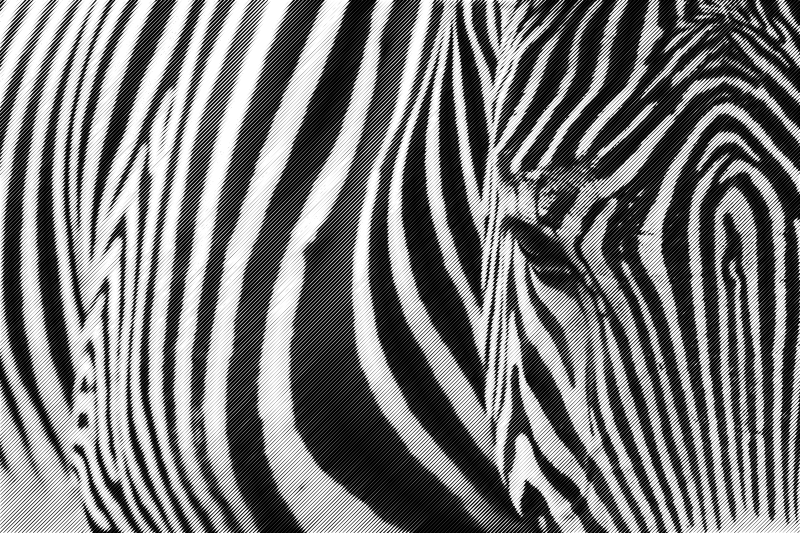 halftone zebra