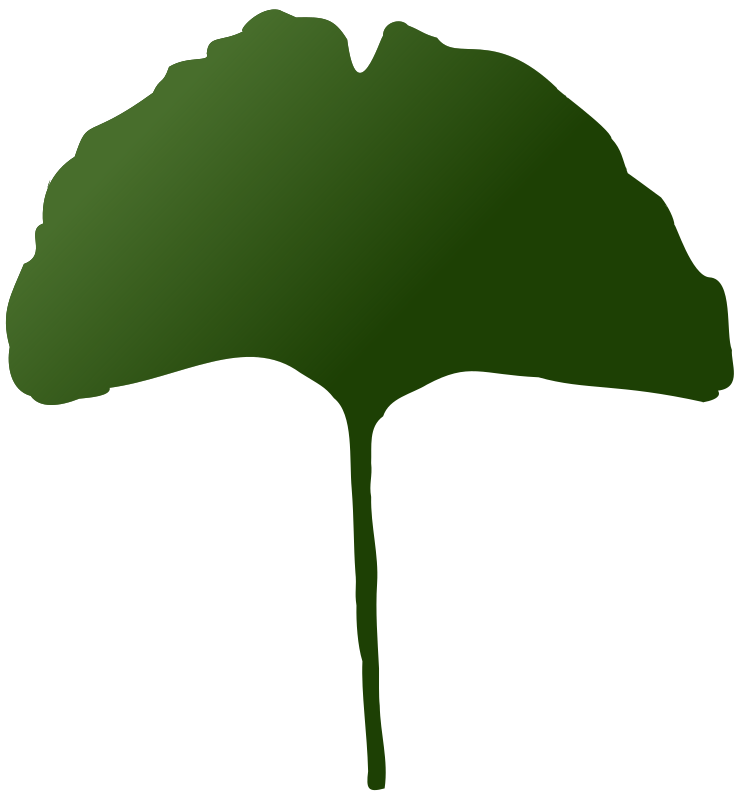 Ginkgo Leaf - Green