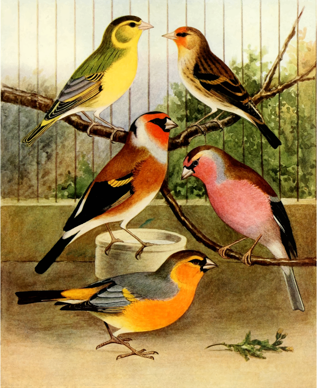 Hybrid birds