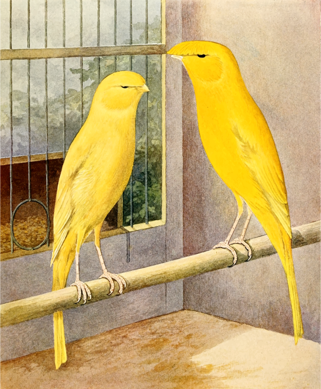 Lancashire canaries