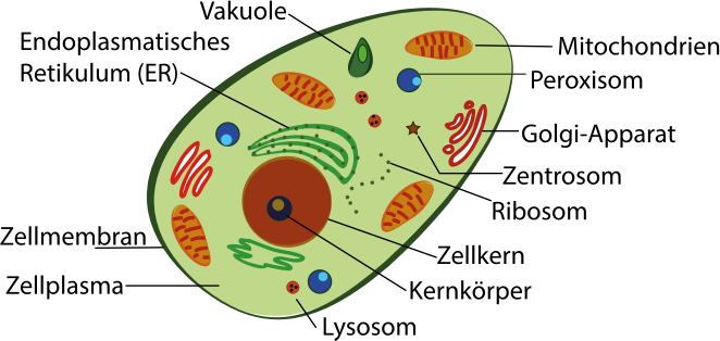 human cell (with labeling in german language)