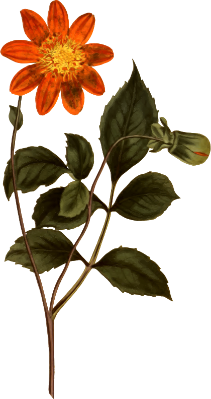 Scarlet-flowered dahlia