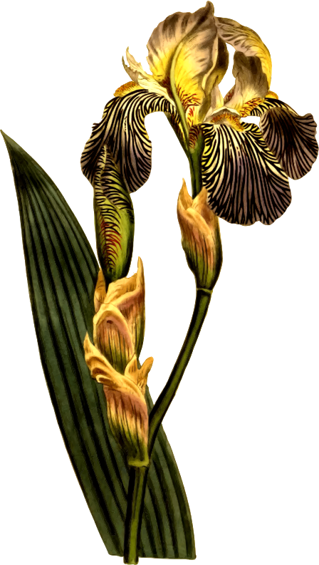 Brown-flowered iris