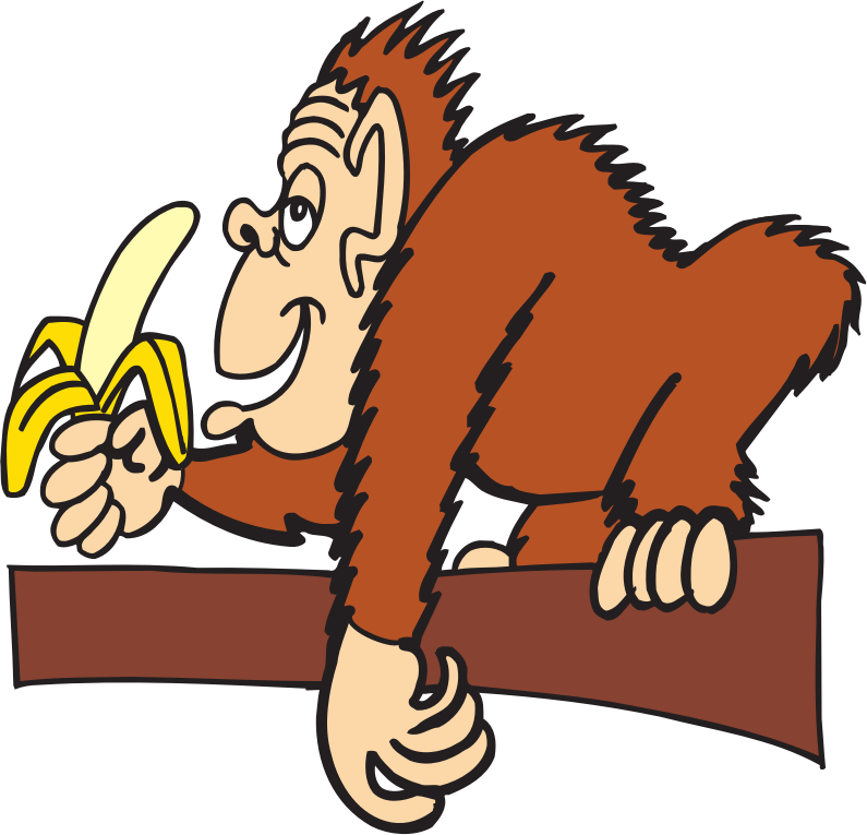 Ape eating banana