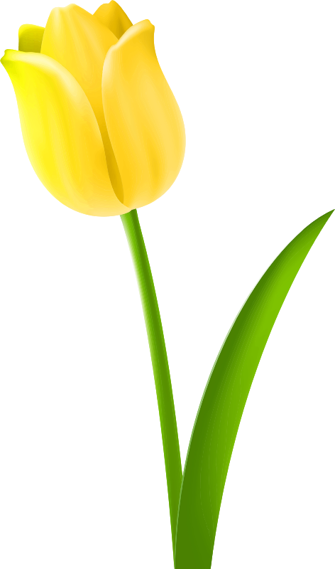 Tulip 5 (colour 3)