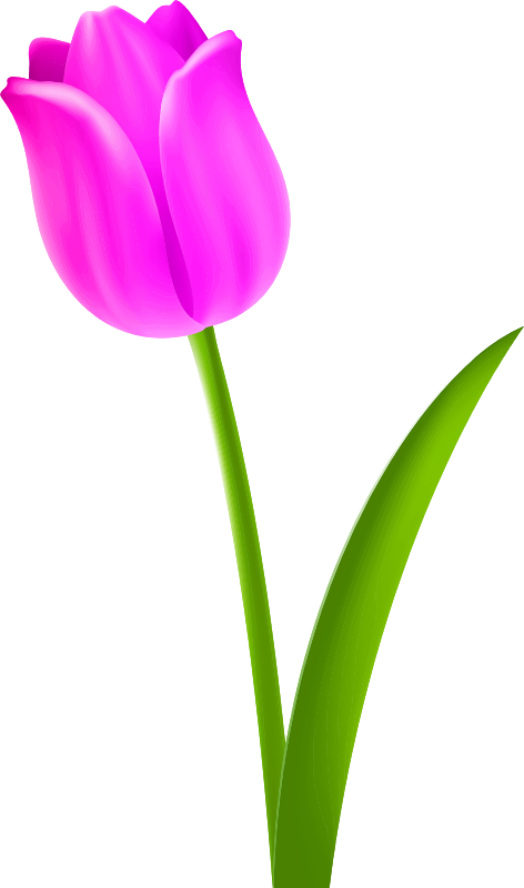 Tulip 5 (colour 4)
