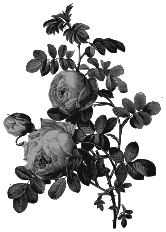 Redoute - Rosa sulfurea - grayscale