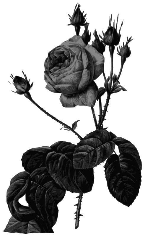 Redoute - Rosa centifolia bullata - grayscale