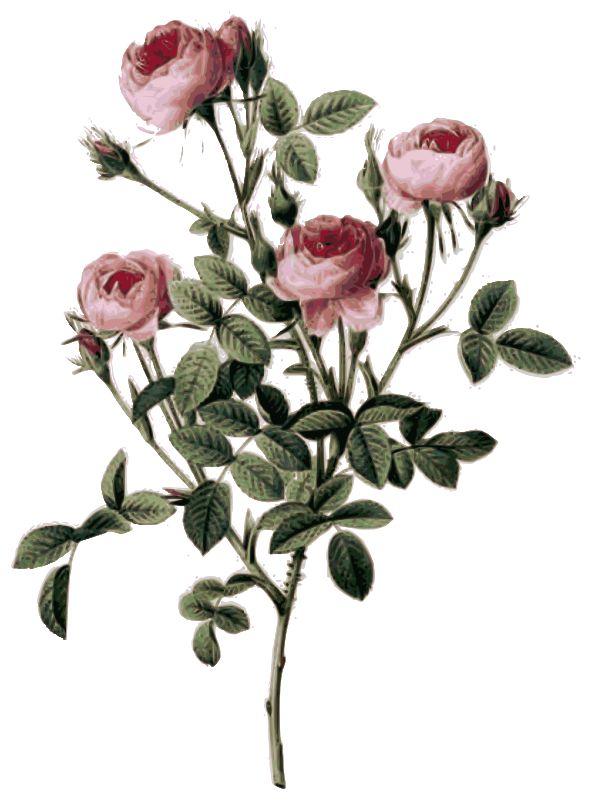 Redoute - Rosa pomponia - color