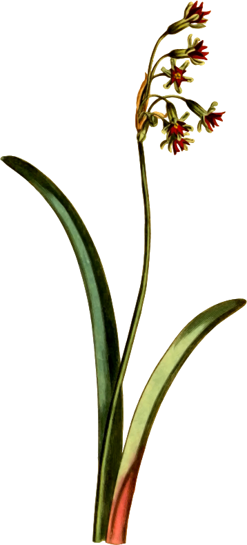 Narcissus-leaved tulbagia