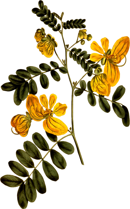 Two-flowered cassia