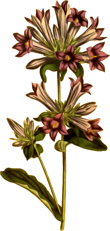 Clustered bell-flower
