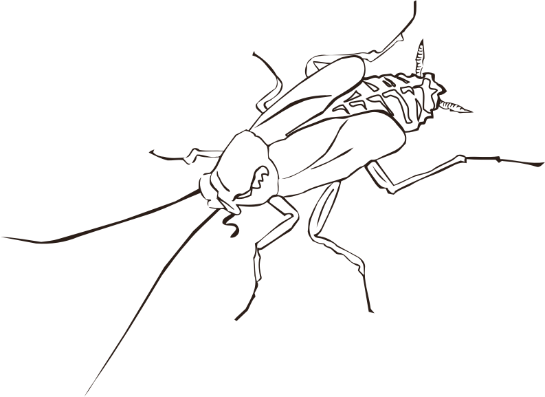Cockroach (outline)