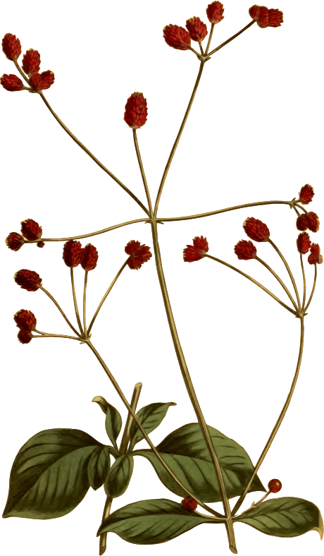 Crimson-headed achyranthes