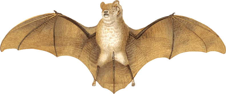 Gervais's funnel-eared Bat 