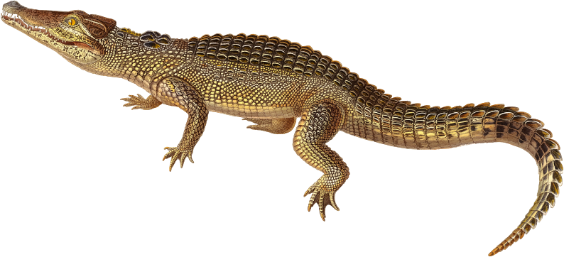 Cuban crocodile