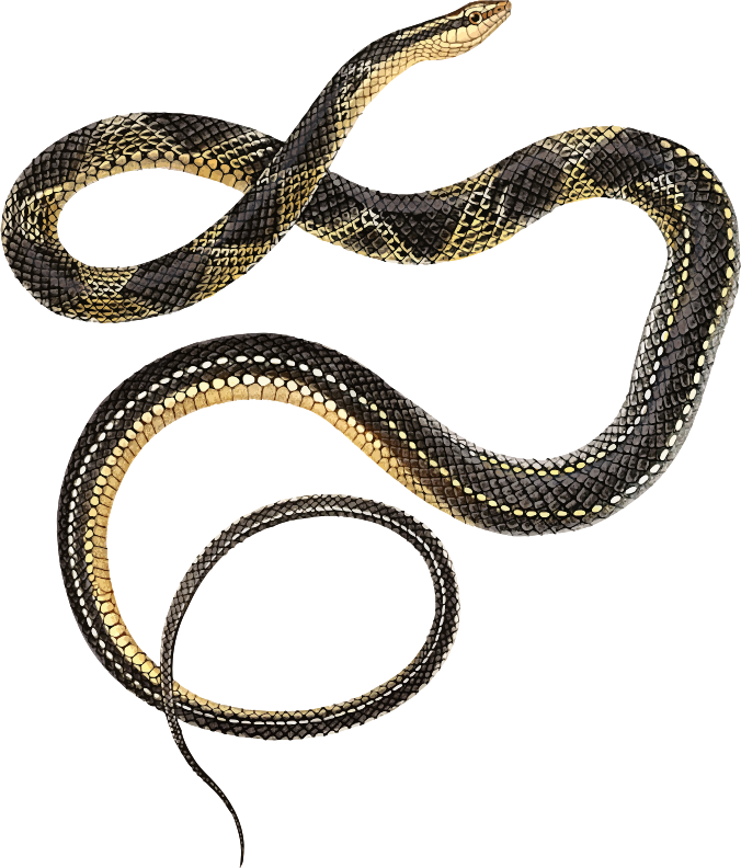 Lacépède's Ground Snake