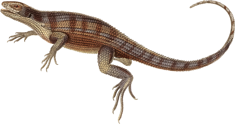 Curlytail lizard