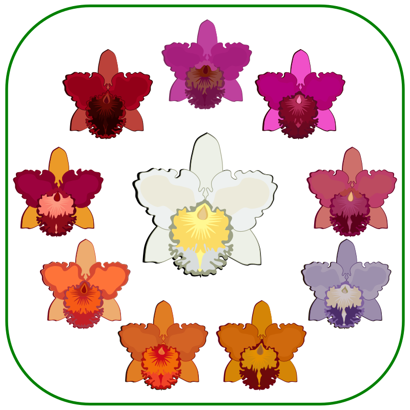 Cattleya - Flower