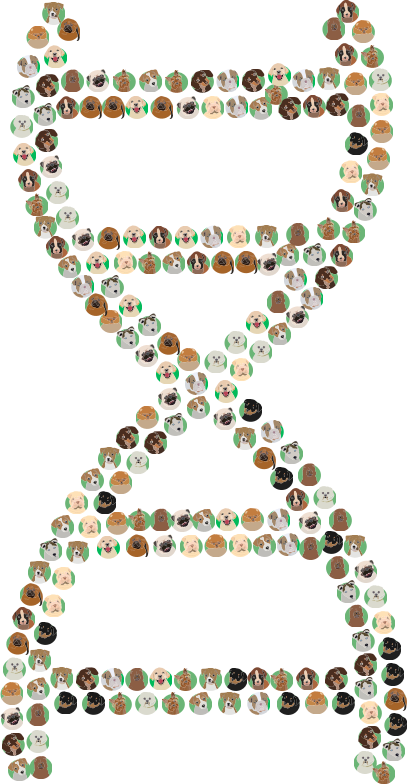 DNA Helix Dog Breeds