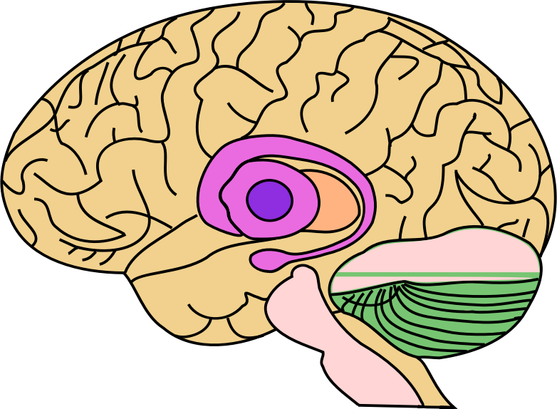 Brain Profile Illustration